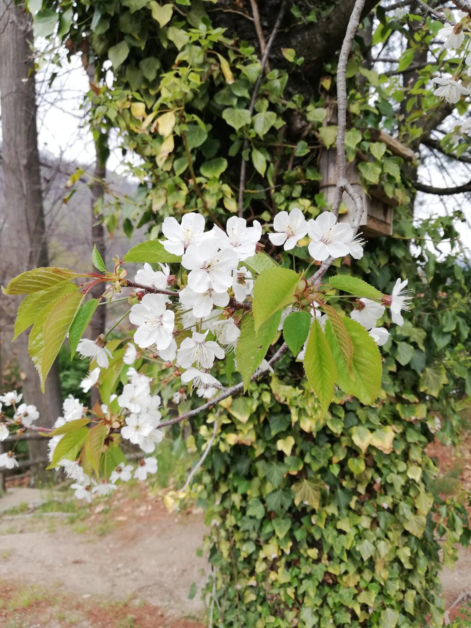 Agriturismo Al Motto Cambiasca 외부 사진